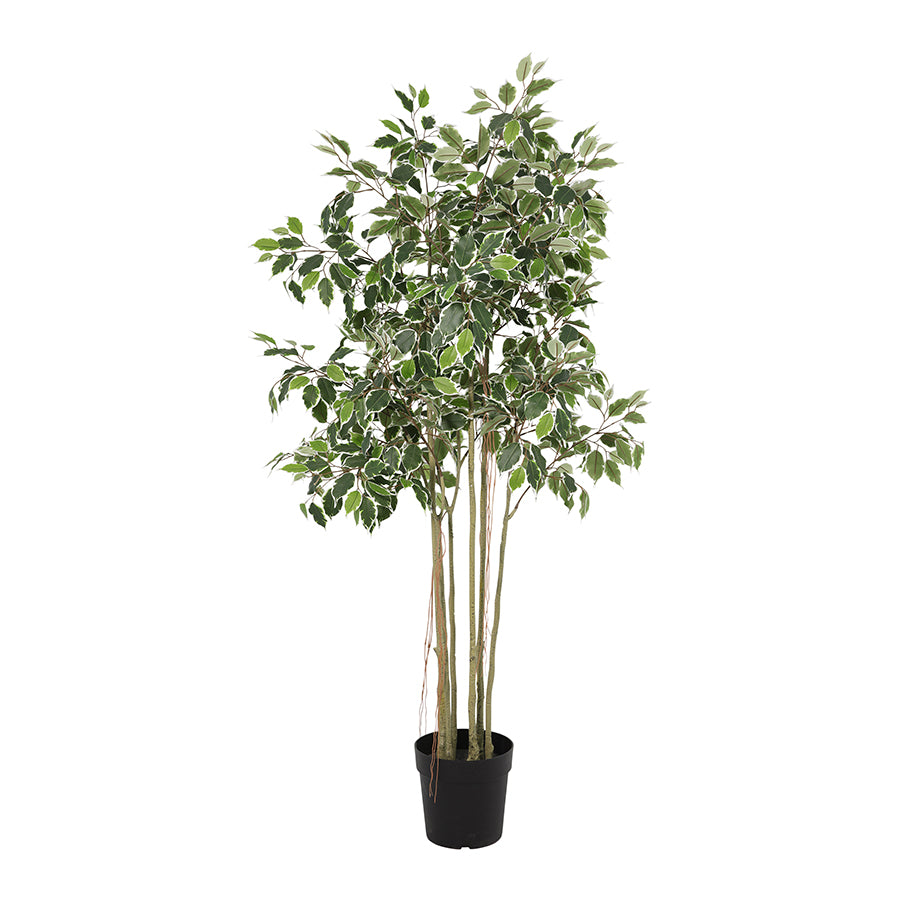 Potted Artificial Variegated Ficus Tree 168cm