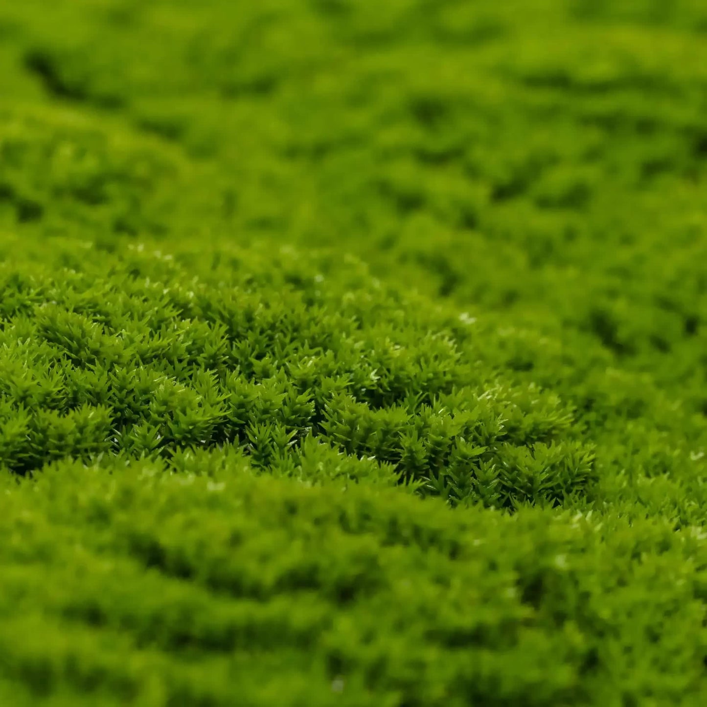 Fresh Natural Green Artificial Moss / Green Wall UV Resistant 1m x 1m